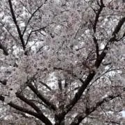 栗の画像