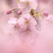 Sakuraの画像