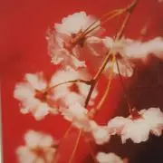 93(プロフ良ければ読んで下さい。)の画像