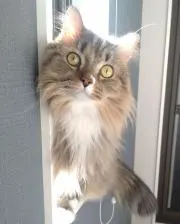 にゃみーの画像