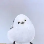 SHU