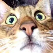 ジジの画像