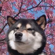 しのの画像