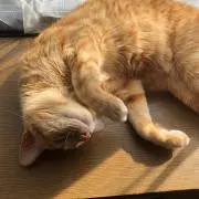 うさっちがーがー