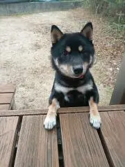 みっかんの画像
