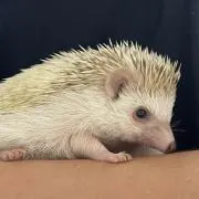 テトの画像