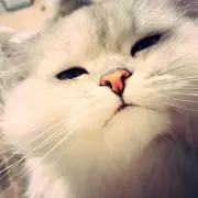 Ricaの画像
