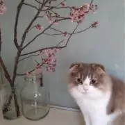 メロンの画像