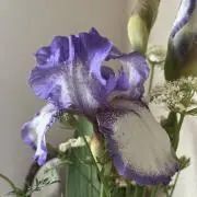 Shellの画像