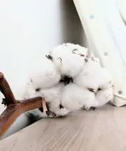 たーたんの画像