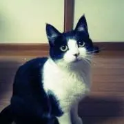 れもんの画像