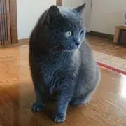 ケミーの画像