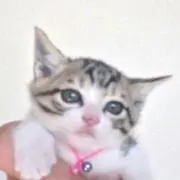 こぴ