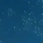 はなの画像