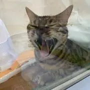 ゆーぱぱ