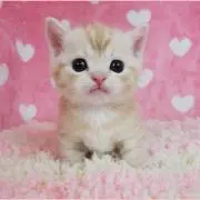 KEIの画像