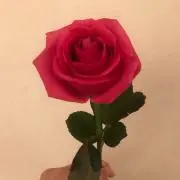 ゆんの画像