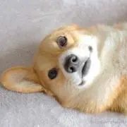 りょの画像