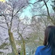 ぽむの画像