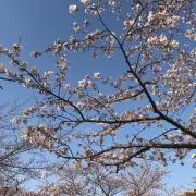 ゆゆの画像