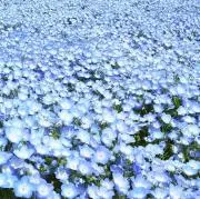 ねもふぃらの画像
