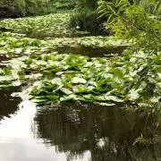 mistyrainの画像