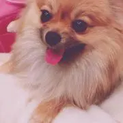 くーこ