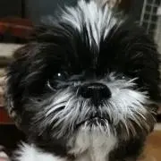 みこすけ