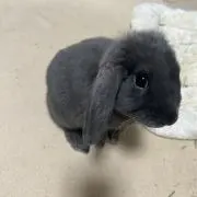 きんくにの画像