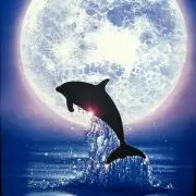 Dolphin