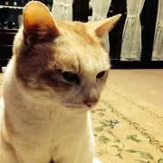 ひん