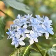 いろはす。の画像
