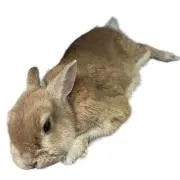 Fabioの画像