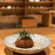 はちの画像