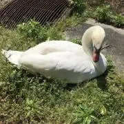 クラ