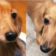 セロイの画像