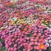 ぼくちゃん【フリマ出店の為今月末まで】の画像