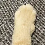 猫の手