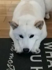 弥生の画像