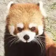 ひーせ