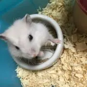 ゆかりの画像