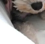 はるまま