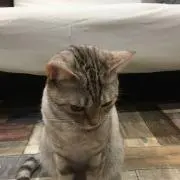 もずくの画像