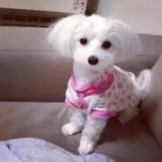 pinopinoの画像