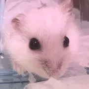 パールの画像