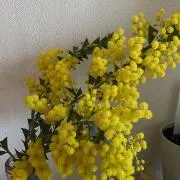 ⭐️の画像