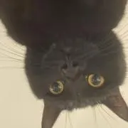 冷蔵庫の画像