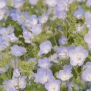 フラワーの画像