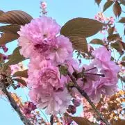 さかなの画像