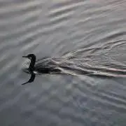 Mizukamakiriの画像